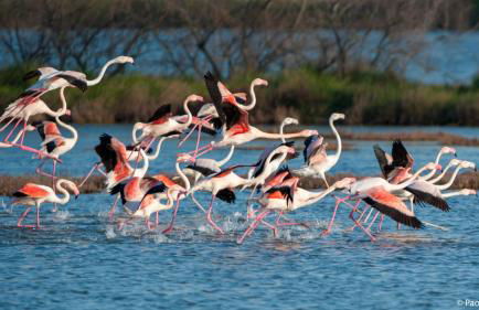 Margherita Family Apartments - Foto 31