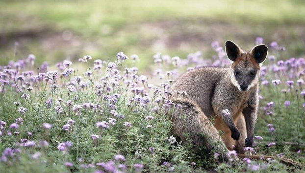 Canberra Wildlife Watching Tour - Photo 4, A friendly wallaby