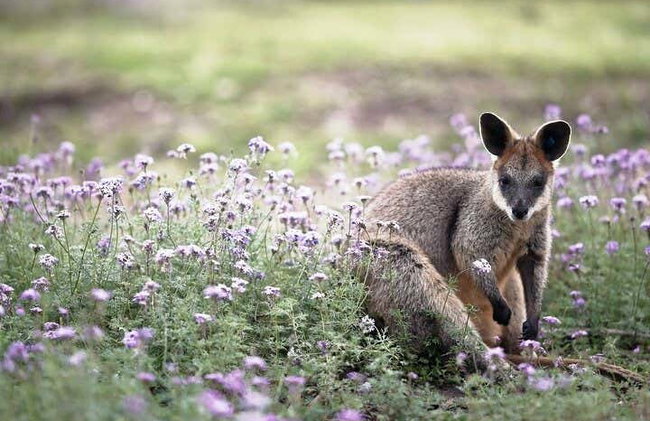 Canberra Wildlife Watching Tour - Photo 6