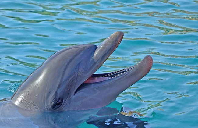 Minorga Sand Dollar on the Key - Foto 33