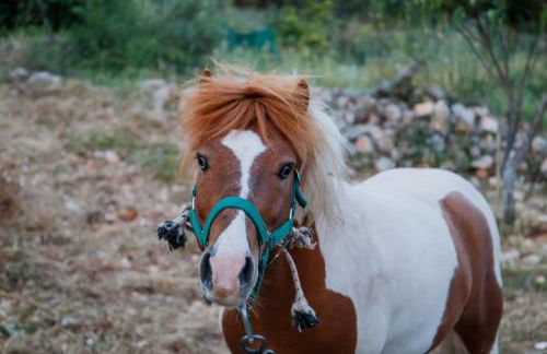 GAGOUINOS COTTAGE - Foto 21