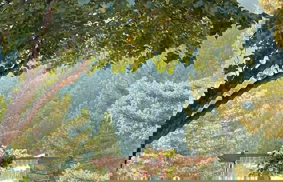 Redwoods River Resort - Foto 76