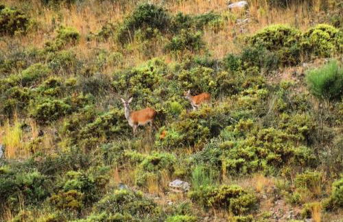 Sweet Quintanilha - Foto 11