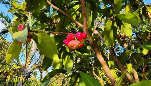 Olinda sítio Histórico Alto da Sé - Foto 4