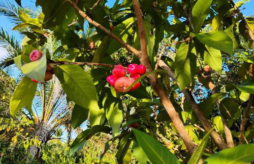 Olinda sítio Histórico Alto da Sé - Foto 4