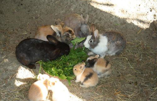 Appartements Schusterhof - Foto 31