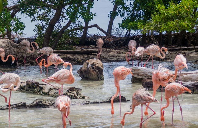 Escursione a Isla Palma - Foto 1