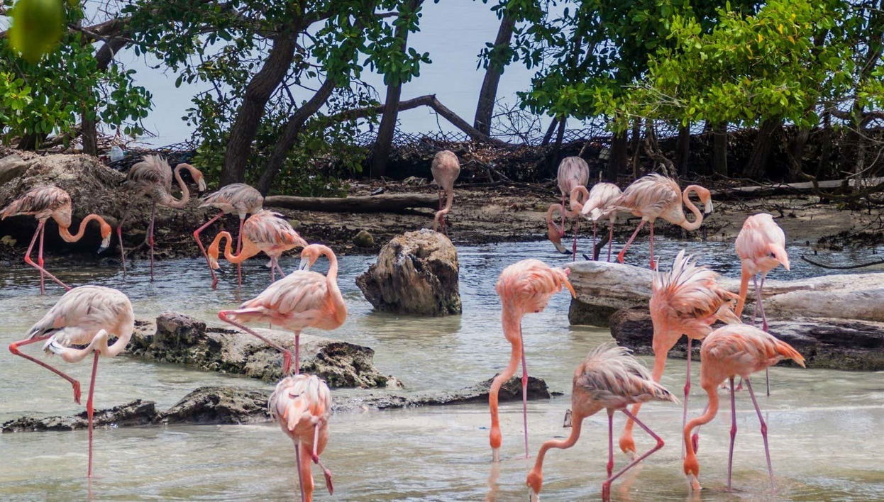 Escursione a Isla Palma