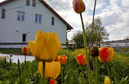 Zakątek Szczęścia Eko Agroturystyka - Foto 78