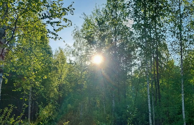 Kesäniitty - Foto 27