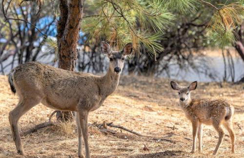 3 Wild Turkeys Family Friendly Home - Foto 40