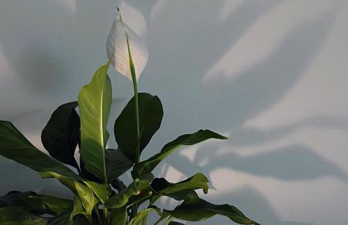 Renovated 1B Studio Apartment w Balcony in Central Brixton - Foto 14