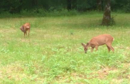 Cabanes en Loire, Gite & SPA en pleine nature - Foto 21