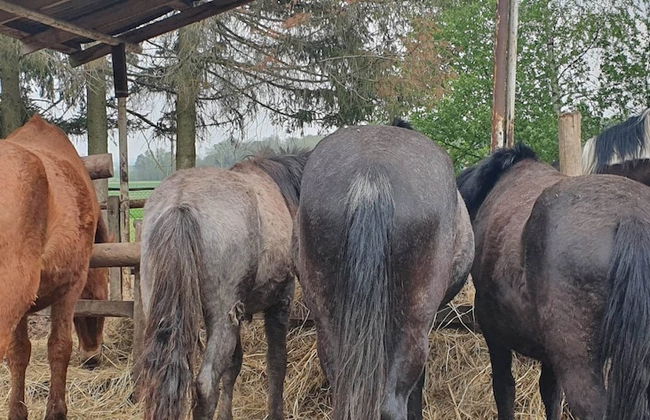 agroturystyka Kurnik Polski - Foto 20
