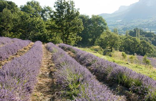 Domaine de L'Essentiel de Lavande - Foto 22