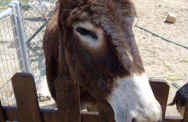 Masia Can Canyes & Spa - Photo 104