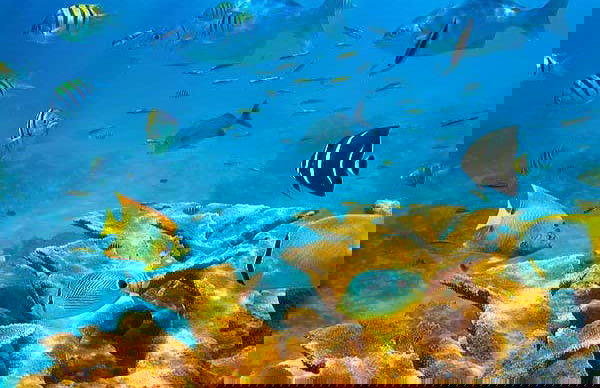 Paseo en barco con fondo de cristal - Foto 8