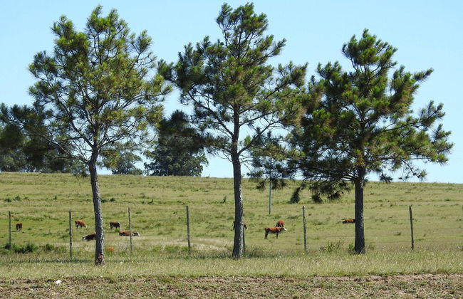 Ventarrón - Photo 26