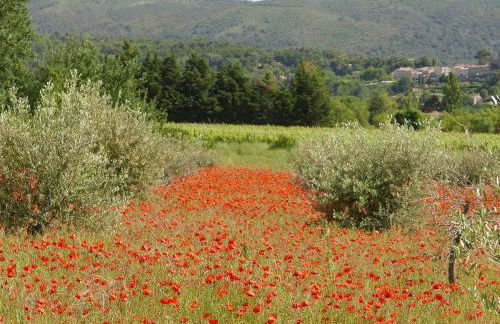 Chateau des Gipières bij de Mont Ventoux - Foto 54