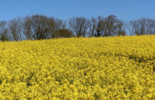 Kastanienhof - Foto 8