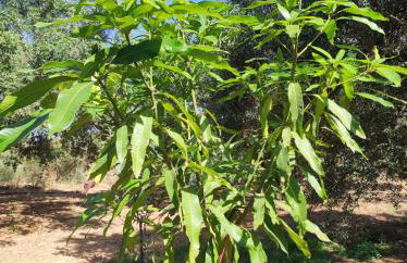 Anatolika Stamatis Paradise - Photo 7