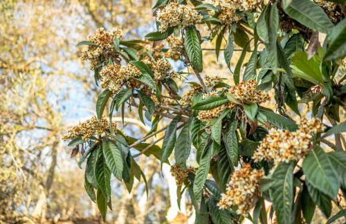 JB - Monte João Moleiro With Shared Pull - Photo 57