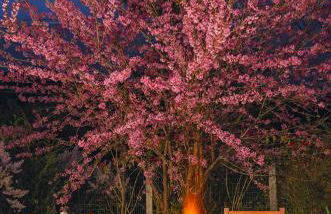 Chalé Flores e Amores - Photo 43