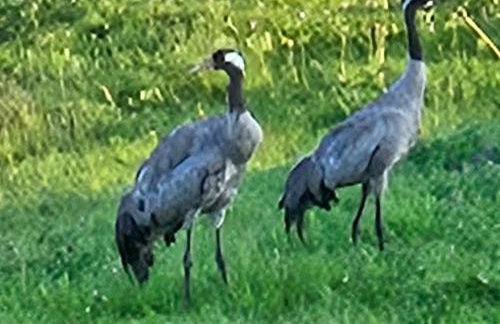 Vilanovka - domki z prywatną balią przy stawie i lesie - Foto 40