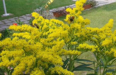 Domek nad jeziorem - Foto 24