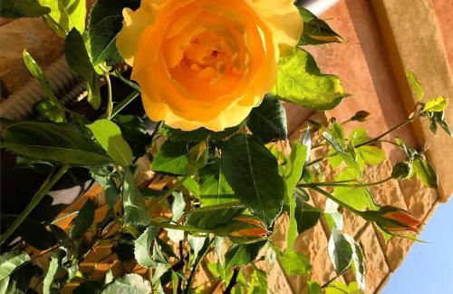 Residenza Eden - Foto 51