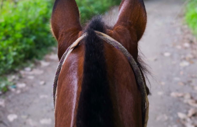 Silvia Horseback Riding Tour - Photo 3