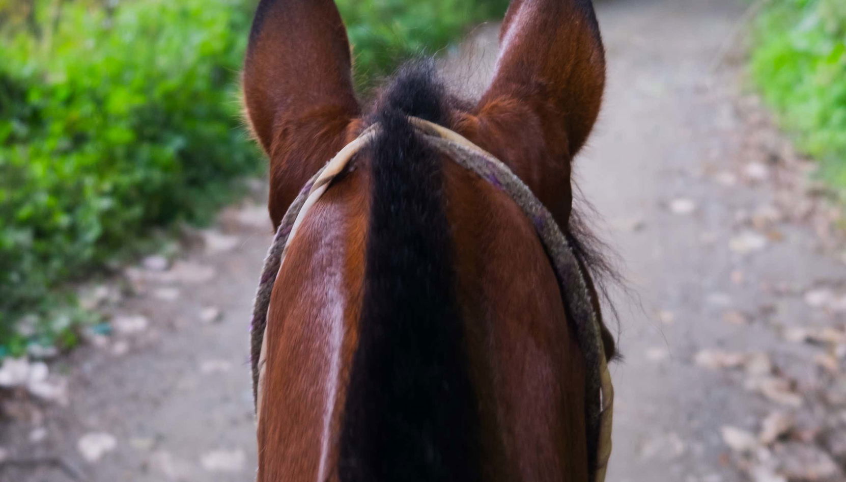Paseo a caballo por Silvia