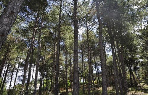 La cabaña del Burguillo - Photo 35