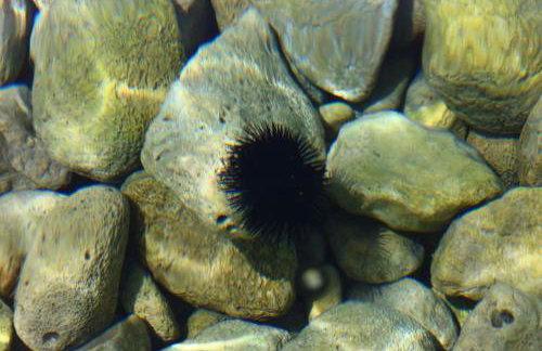 Apartmani Vesna - Foto 15