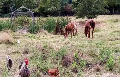 Gîte de Magneux - Foto 13