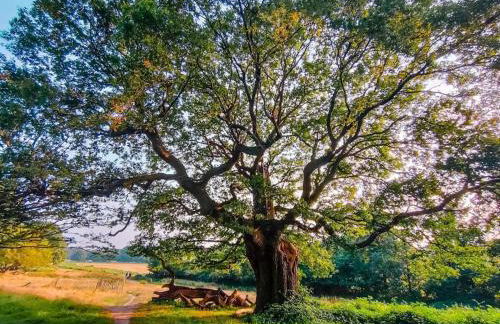The Sandy Studio Flat in Petersham - Foto 22