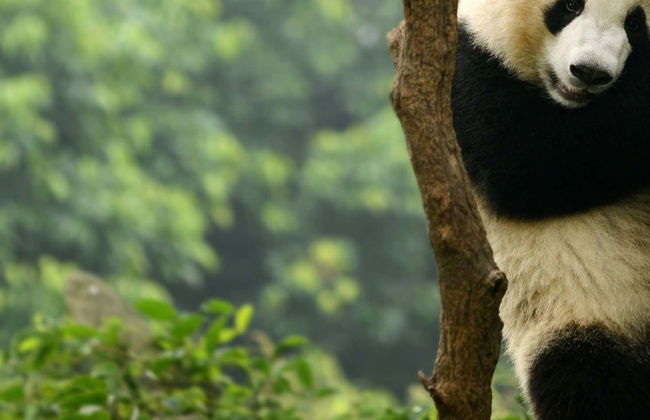 Private Tour of Chengdu & Panda Base - Foto 1