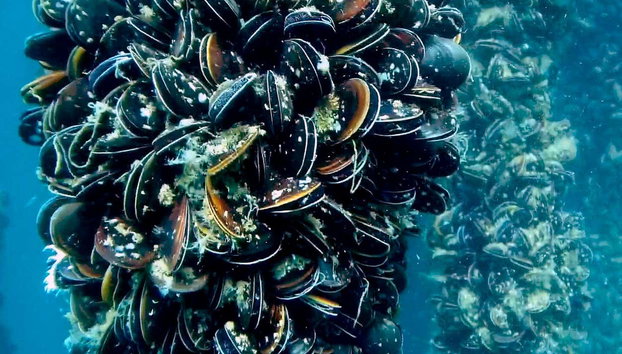 Vigo Estuary Boat Trip - Photo 5, See the mussels under the sea