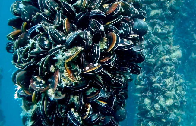 Paseo en barco por la ría de Vigo - Foto 6