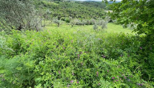 Podere Buriano, Villa with Swimmingpool - Foto 3, Garden view