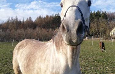 Zielenina Leśny Domek - Foto 7