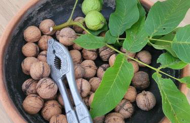 Apartament Pod Orzechem - Foto 46