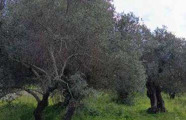 Lemon Tree - Private Garden & View - Foto 7