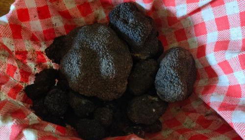 Umbria Valnerina , Il TARTUFFO, sulla via di Francesco - Foto 5