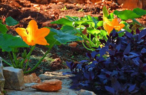 Home Sweet Home traditional Dalmatian house with pool - Photo 46