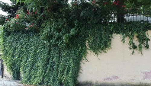 Angela House - Photo 5, Garden view