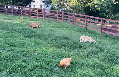 Country Cove - Foto 55