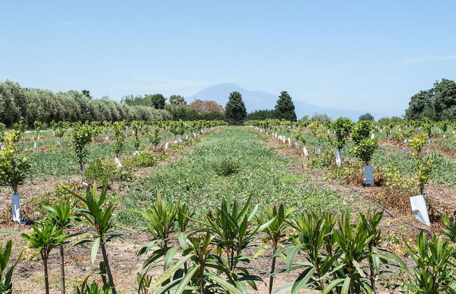 Tenuta San Calogero - Foto 57