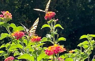 Visitar-Bioucas-II-AL-Q-Casa-Tradicional-Familiar-RNAL-30294-AL - Foto 89