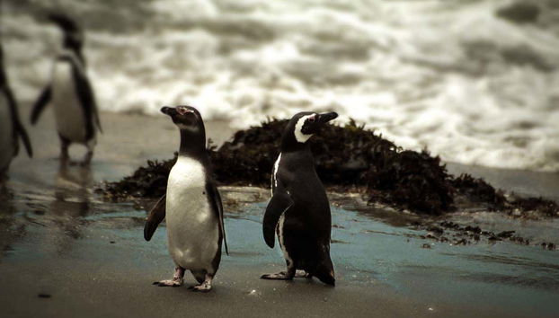Pinguini a passeggio sulla spiaggia
